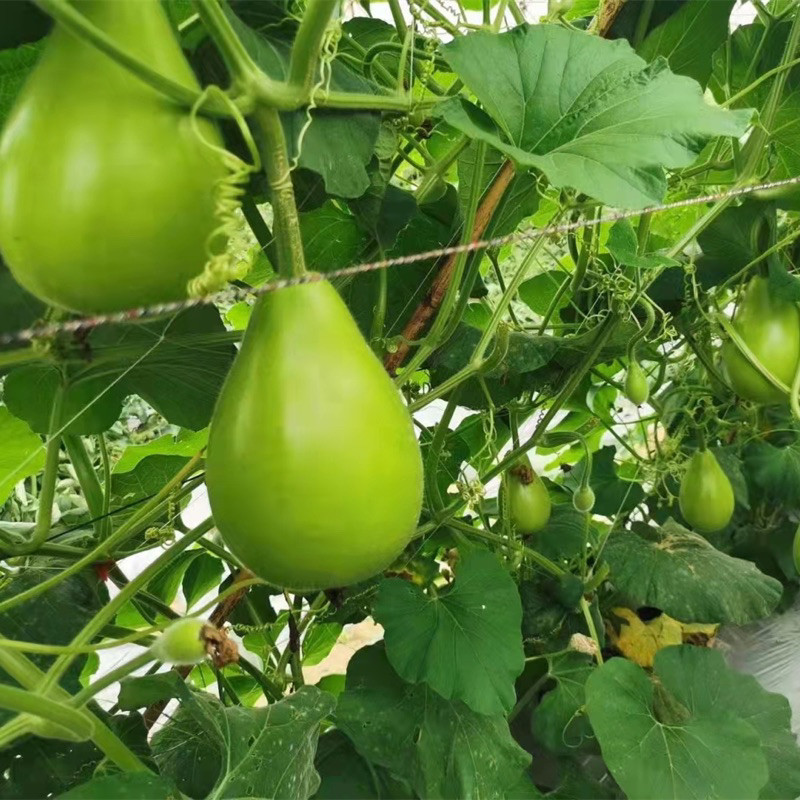 Hạt Giống Bầu Táo – Bầu Tròn – Bầu Thiên Nga | Trái Đẹp, Ăn Ngon, Làm Cảnh