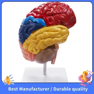 Giải phẫu mô hình giải phẫu não 1: 1 Nửa não Đồ dùng phòng thí nghiệm giảng dạy não