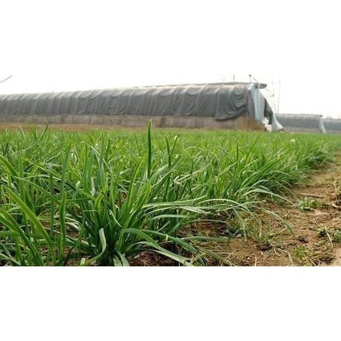 Hạt Giống Hẹ Xanh Cao Sản – Dễ Trồng, Nảy Mầm Khỏe, Thu Hoạch Liên Tục