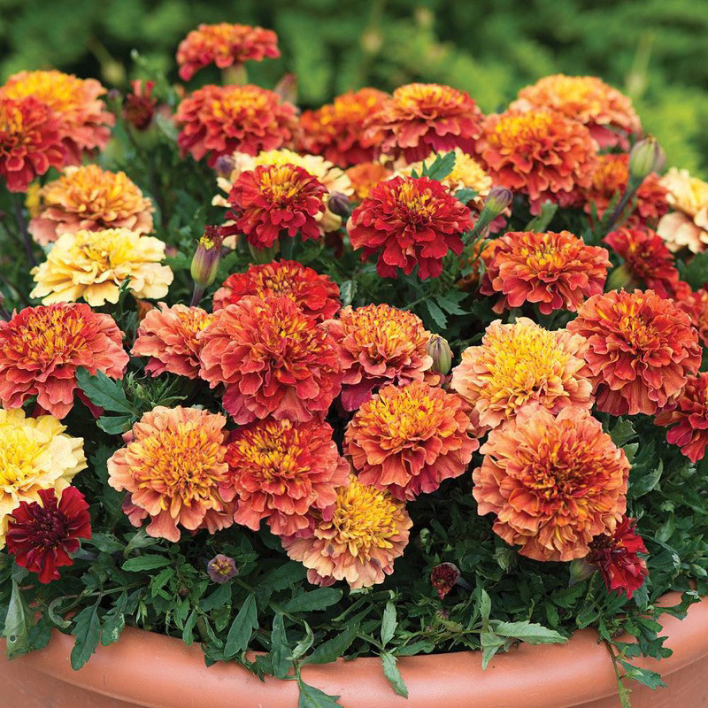 Hạt Giống Vạn Thọ Pháp Màu Dâu Tây - Gói 100 hạt - Tỷ lệ nảy mầm 90%