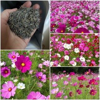 100 Hạt Giống Hoa Sao Nhái F1 (Hoa Cánh Bư.ớ.m) Nhiều Màu - Tỷ lệ nảy mâm 90%