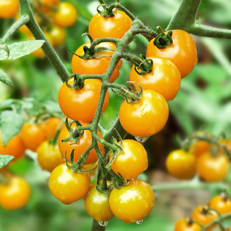 Hạt Giống Cà Chua Cherry Vàng – Trái Vàng Óng, Giống Cao Cấp