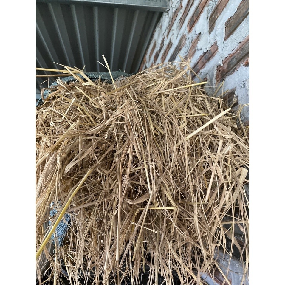 1kg Rơm Khô Sạch ( làm ổ cho pet, làm nấm rơm , lót đáy chậu cây và phủ ...