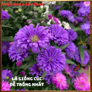 Chậu HOA THẠCH THẢO TÍM kép xù to giống mới siêu đẹp màu đậm lạ mắt 💍Làng Hoa Sa Đéc