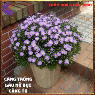 Chậu HOA THẠCH THẢO tím cánh đơn cành cao đẹp thơ mộng siêu dễ trồng ️💄Hoa Đẹp Dễ Trồng