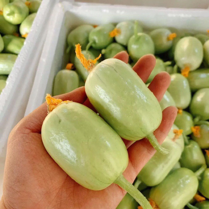 Hạt Giống Dưa Chuột Ngọc Nữ Cao Sản | Quả Đồng Đều, Dễ Trồng