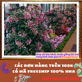 Chậu HOA PHÁO BÔNG hoa thiên phúc siêu chùm tuyệt đẹp rất dễ trồng️💄Hoa Đẹp Dễ Trồng