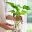 Chậu hoa thủy canh ROLY, Bình thủy tinh gia đình không đất trong suốt, Terrarium sáng tạo trong chậu Mini