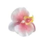 Halo nhuộm Gradient Phalaenopsis hoa mỏ vịt kẹp bên trang trí tóc phong cách hoa kẹp tóc
