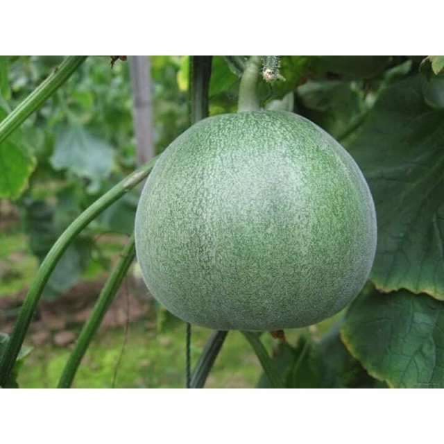 Hạt Giống Dưa Lê Xanh Siêu Ngọt F1 | Quả Ngọt Mát, Thơm Ngon, Năng Suất Cao