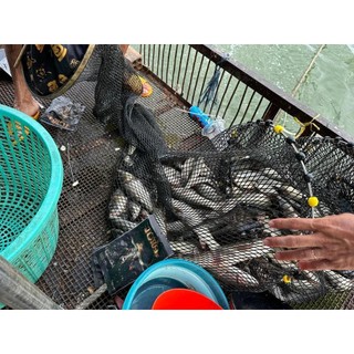 Mồi câu cá DF TORO tổng hợp - vị thơm tanh - Chuyên câu cá thiên nhiên, sông, hồ