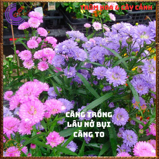 Chậu HOA CÚC THẠCH THẢO tím kép cành cao dễ trồng hoa quanh năm️📣 VƯỜN HOA CỔ TÍCH