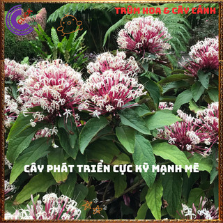 Chậu cây PHÁO BÔNG hoa thiên phúc siêu dễ trồng hoa chùm tuyệt đẹp️📦 Yêu Nhà Yêu Hoa