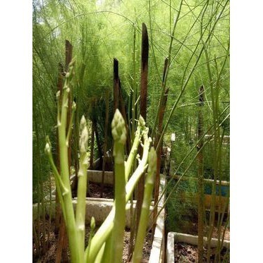 Hạt Giống Măng Tây Xanh | Giống F1 Cao Sản, Thân To, Mầm Ngọt