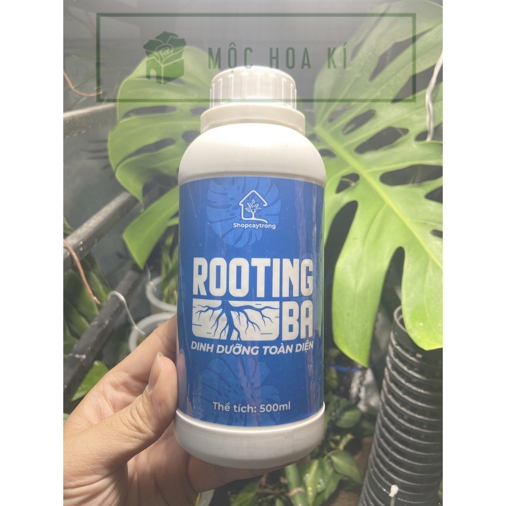 Rooting BA Dinh dưỡng – Kích rễ sen đá , xương rồng , cây thủy canh ...