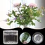 YYlingx Giá đỡ thân hoa xoắn ốc trong suốt bằng nhựa cho bình hoa, dụng cụ DIY sắp xếp hoa