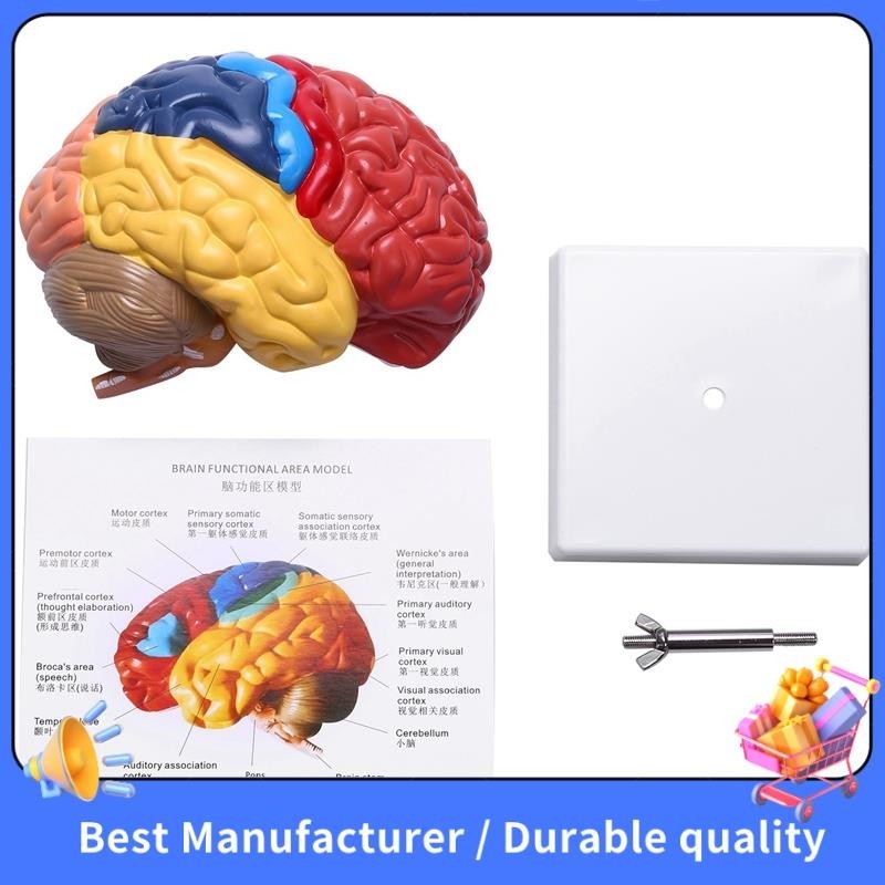 Giải phẫu mô hình giải phẫu não 1: 1 Nửa não Đồ dùng phòng thí nghiệm giảng dạy não