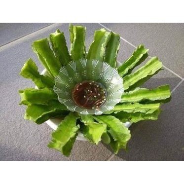 Hạt Giống Đậu Rồng Xanh Cao Sản | Quả 4 Cạnh Đẹp, Giàu Dinh Dưỡng