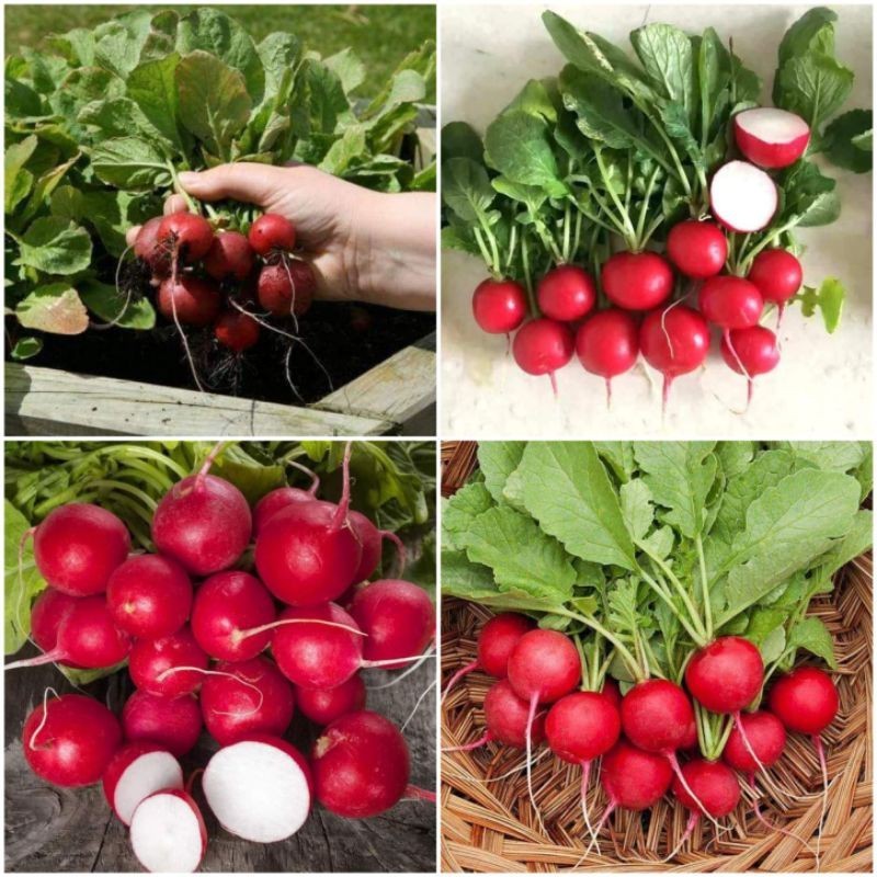Hạt Giống Củ Cải Đỏ Tròn | Củ Cải Cherry F1, Màu Đẹp, Ngọt Giòn