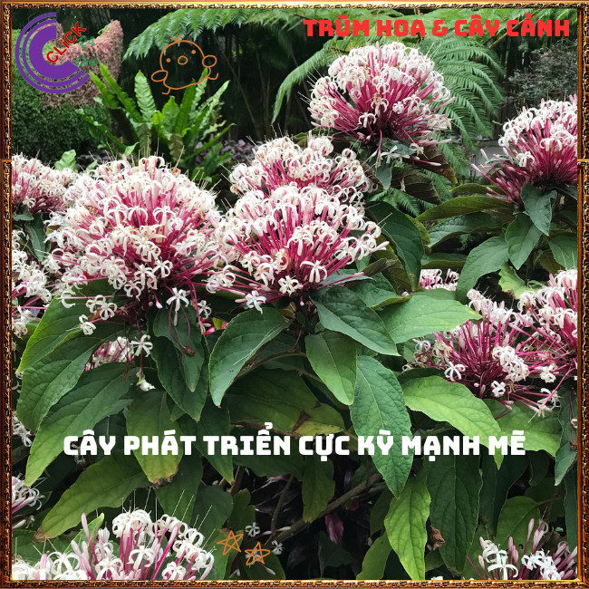 Chậu cây PHÁO BÔNG hoa thiên phúc siêu dễ trồng hoa chùm tuyệt đẹp️📬 Hoa Mười Giờ Bonsai & Phụ Kiện