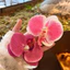 Halo nhuộm Gradient Phalaenopsis hoa mỏ vịt kẹp bên trang trí tóc phong cách hoa kẹp tóc