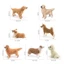 PWSEND Các bức tượng nhỏ thú cưng thực tế, giống như thật Chó bông Shiba Inu Corgi Đồ trang trí chó, Mô phỏng PVC tinh tế Trang trí máy tính để bàn cho thú cưng