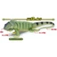 Hàng có sẵn Nhật Bản T-ARTS Capsule Toy Series Sinh học Sách minh họa lớn Vương quốc Thằn lằn Đồ trang trí sống động FXUJ