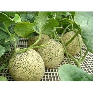 Hạt Giống Dưa Lưới F1 Ruột Cam | Trái Đẹp, Vị Ngọt Đậm, Thịt Mịn