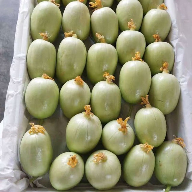 Hạt Giống Dưa Chuột Ngọc Nữ Cao Sản | Quả Đồng Đều, Dễ Trồng