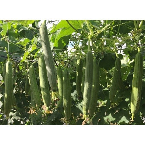 Hạt Giống Mướp Hương Cao Sản | Quả Dài Thơm Ngon, Năng Suất Cao