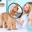 【PET HOUSE】Vòng cổ bảo vệ chó mèo vòng cổ chống cắn thú cưng,vòng chống liếmDễ dàng sử dụngchống trầy xước và chống cắn