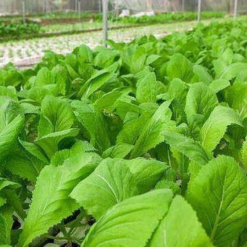 Hạt Giống Cải Bẹ Xanh Mỡ – Lá To Mướt, Giòn Ngọt, Năng Suất Cao