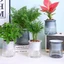 Chậu hoa NORDICLIFE, Chậu cây tự tưới nước bằng nhựa, Đồ dùng làm vườn Chậu trồng thủy canh mực nước có thể nhìn thấy