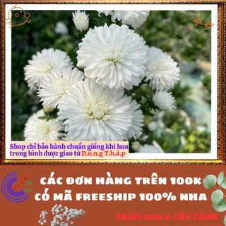 Chậu HOA THẠCH THẢO trắng kép xù to giống mới siêu đẹp nở quanh năm 💍Làng Hoa Sa Đéc