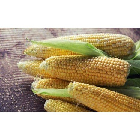 Hạt Giống Ngô Ngọt (Bắp Mỹ) | Hạt Vàng Óng, Ngọt Thanh, Năng Suất Cao