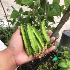 Hạt Giống Đậu Rồng Xanh Cao Sản | Quả 4 Cạnh Đẹp, Giàu Dinh Dưỡng