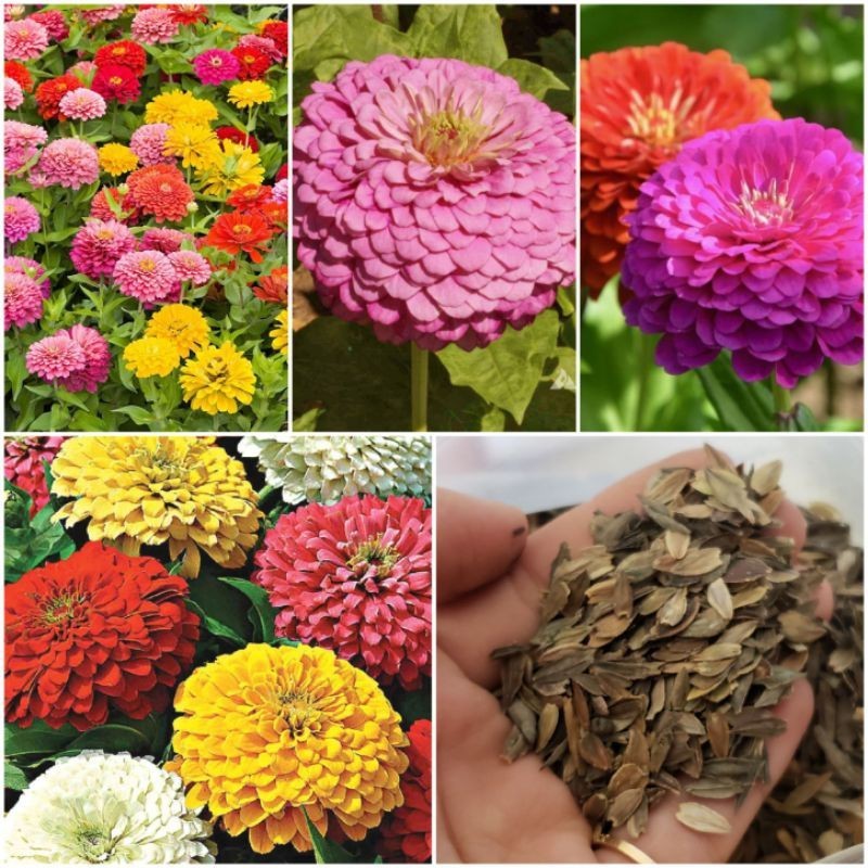 Hạt Giống Hoa Cúc Lá Nhám Kép Mix màu - 50 hạt
