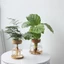 Chậu hoa thủy canh ROLY, Bình thủy tinh gia đình không đất trong suốt, Terrarium sáng tạo trong chậu Mini