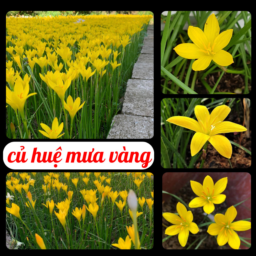 Củ giống hoa huệ mưa vàng Citrina (5 củ) - mùi thơm nhẹ, cho hoa quanh ...