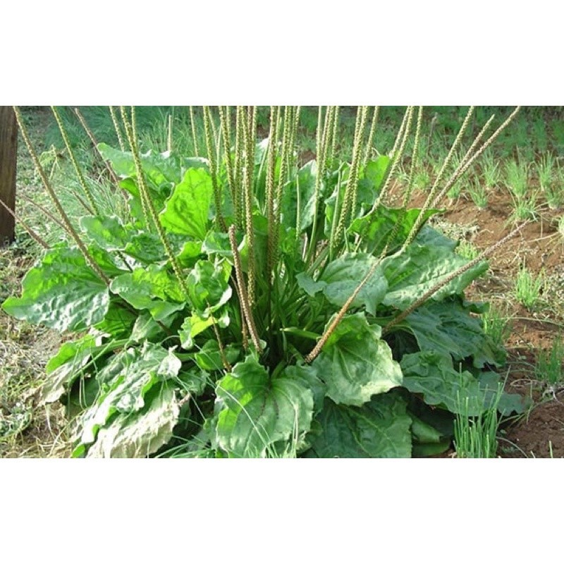 Hạt Giống Bông Mã Đề – Gói 500 Hạt Giống Rau Sạch, Thảo Dược Tự Nhiên