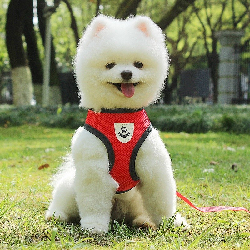 Dây đeo ngực thú cưng Dây xích chó con Mặt sau thoáng khí