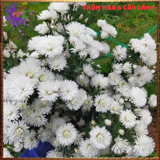 Chậu HOA THẠCH THẢO trắng kép xù to giống mới siêu đẹp nở quanh năm 💍Làng Hoa Sa Đéc