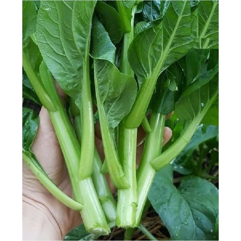 Hạt Giống Rau Cải Ngồng Xanh – Ngọt Mát, Giòn Non, Năng Suất Cao