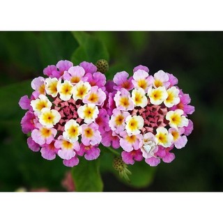 quà tặng áp dụng riêng khách mua hoa tại shop mình 🎁 Yêu Nhà Yêu Hoa