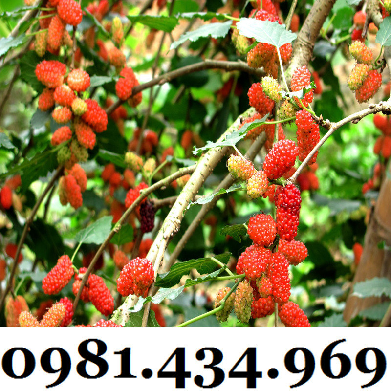 Cây Dâu Tằm (Dâu Ta, dau tam) Siêu Trái Đã Có Quả Chuẩn | Shopee Việt Nam