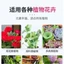 Lọ phân bón tan chậm có kiểm soát đa năng cho cây xanh và hoa 300g
