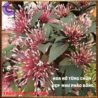 Chậu HOA PHÁO BÔNG hoa thiên phúc siêu chùm tuyệt đẹp rất dễ trồng️💄Hoa Đẹp Dễ Trồng