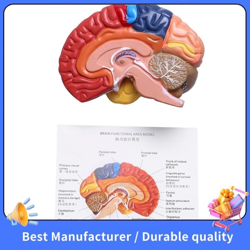 Giải phẫu mô hình giải phẫu não 1: 1 Nửa não Đồ dùng phòng thí nghiệm giảng dạy não