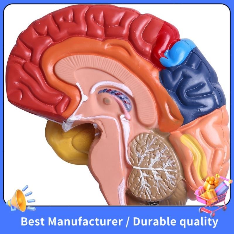 Giải phẫu mô hình giải phẫu não 1: 1 Nửa não Đồ dùng phòng thí nghiệm giảng dạy não