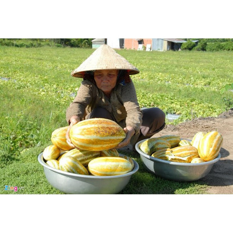 Hạt Giống Dưa Gang (Dưa Bở) Quả Dài | Năng Suất Cao, Kháng Bệnh Tốt